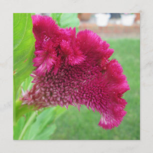 Cockscomb Celosia Rote Blume Einladung