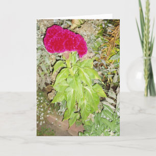 "Cockscomb" Get Well Card Karte
