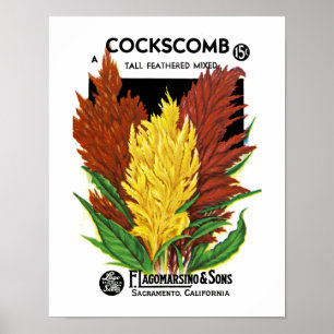 Cockscomb Poster