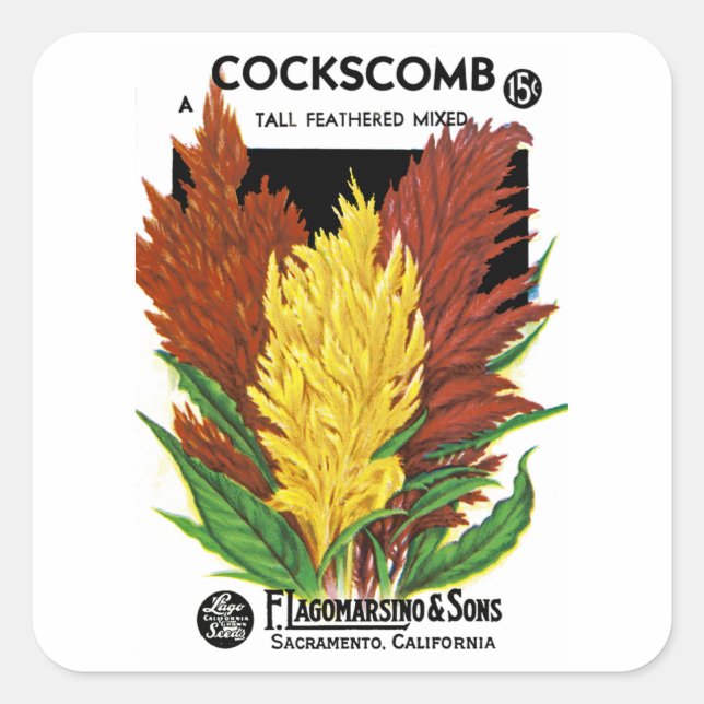 Cockscomb Quadratischer Aufkleber (Vorderseite)