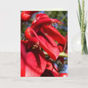 Cockspur Korallenbaum Karte