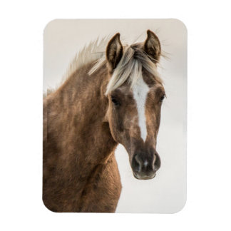 Coco Mustang Filly Magnet