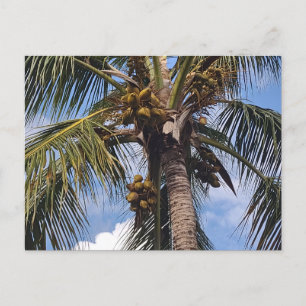COCO PALM POSTCARD POSTKARTE