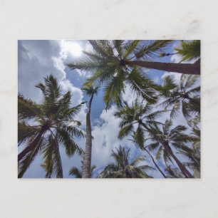 COCO PALMS #2 Postkarte
