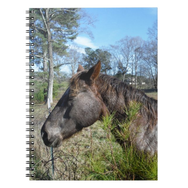 Coco und Creme: farbiges Pferd Notizblock (Vorderseite)