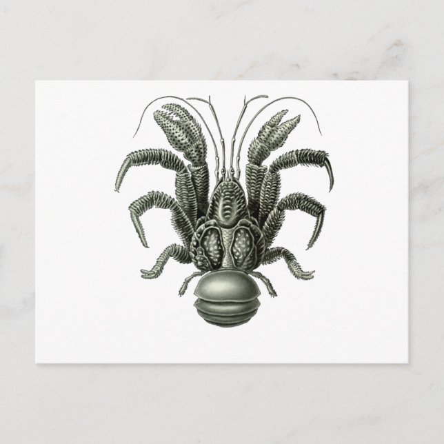 Coconut Crab Postkarte (Vorderseite)