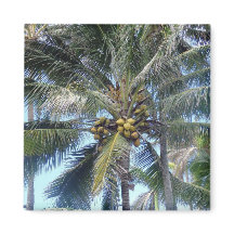 Coconut Palm Oahu