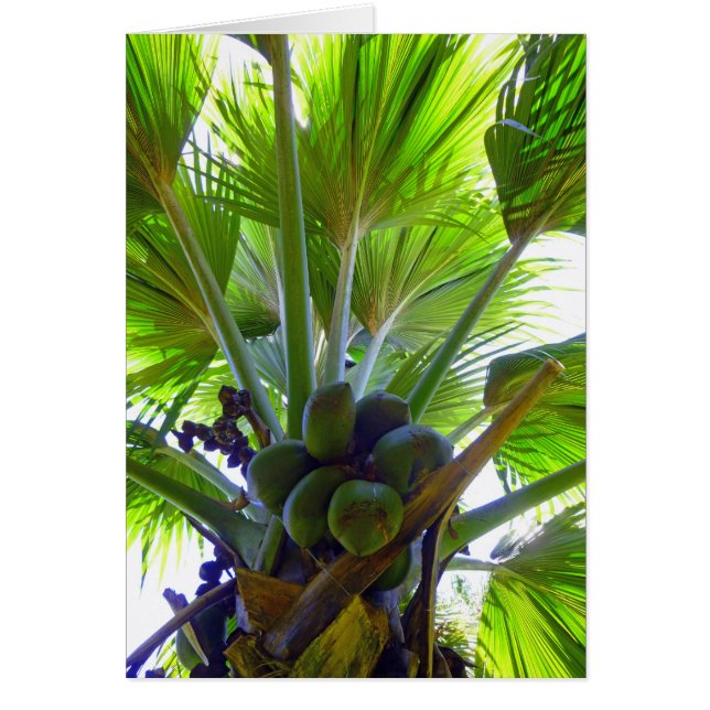 Coconut-Palme (Vorne)
