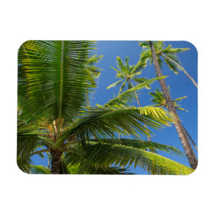 Coconut palms, Pu’uhonua o Honaunau 1 Magnet