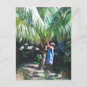 Coconut Shade 2014 Postkarte