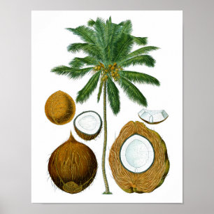 Coconut Tree Botanischer Ausdruck #1 Tropische Art Poster