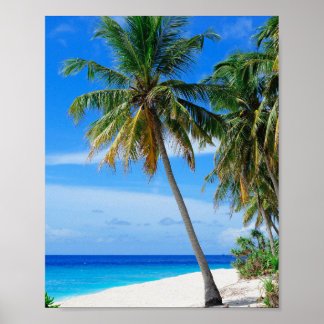 Coconut Tree Poster