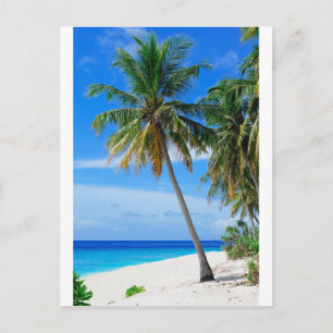 Coconut Tree Postkarte