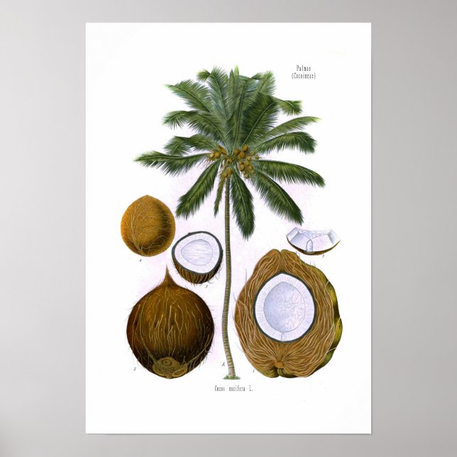 Cocos nucifera (Kokospalme) Poster (Vorne)