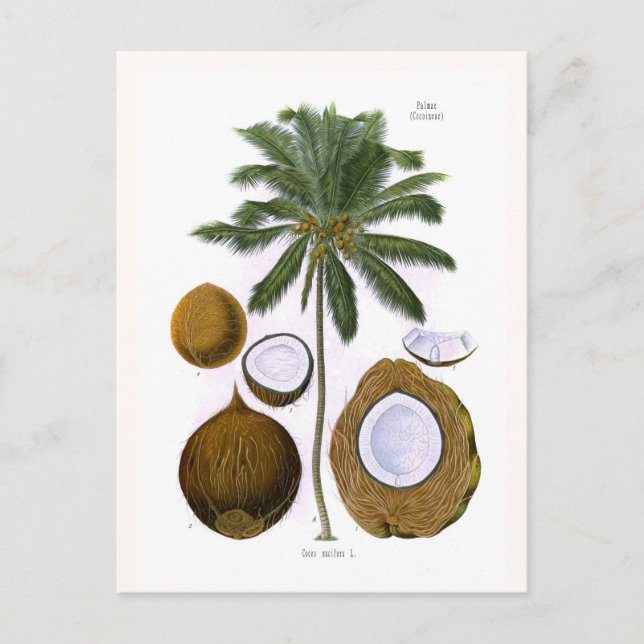 Cocos nucifera (Kokospalme) Postkarte (Vorderseite)