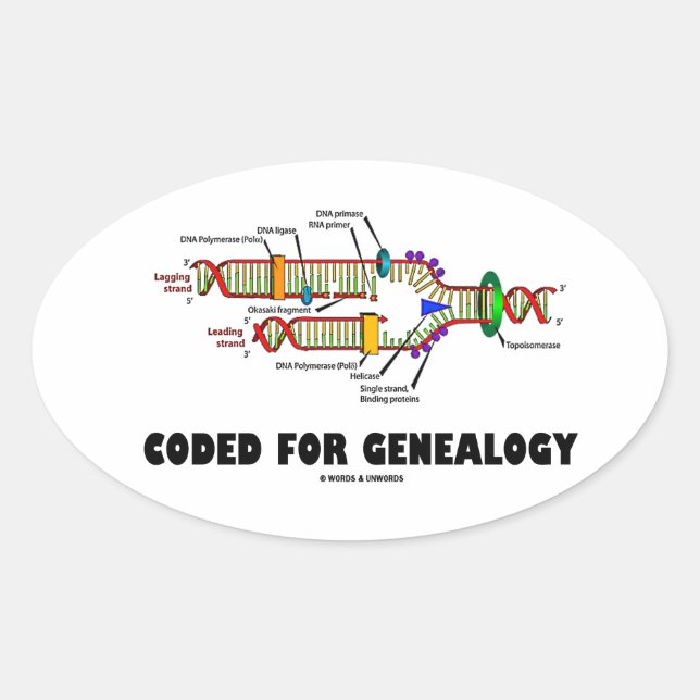 Codiert für die Genealogie (DNA-Replikation) Ovaler Aufkleber (Vorderseite)
