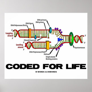 Codiert für Leben (DNA-Replikation) Poster
