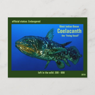 Coelaconth, die "lebenden versteinerten Fische" Postkarte