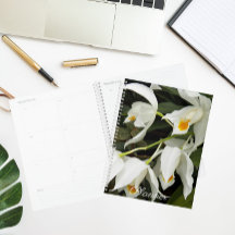 Coelogyne Mooreana Orchid Blooms Floral