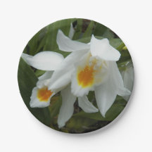 Coelogyne Mooreana Orchids Floral