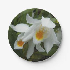 Coelogyne Mooreana Orchids Floral Pappteller