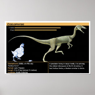 Coelophysis - Biologie Jura Poster