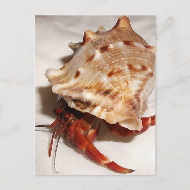Coenobita violascens hermit crab baby postkarte (Vorderseite)