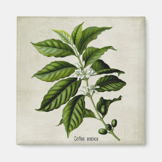 Coffea arabica magnet
