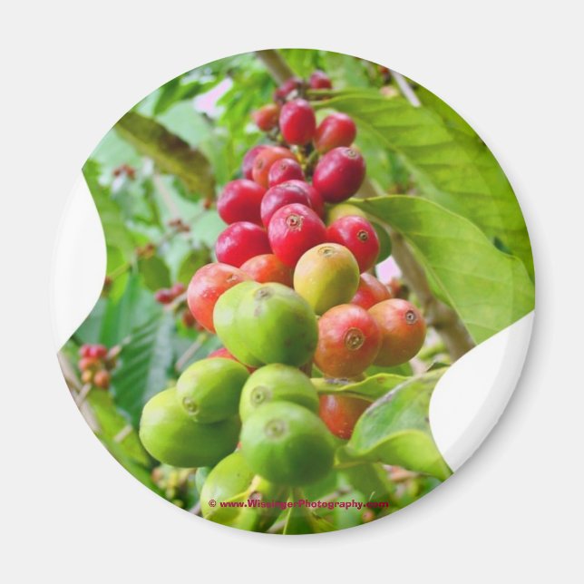 Coffee Tree Magnet (Vorne)