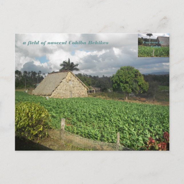 Cohiba Bahikes? Postkarte (Vorderseite)