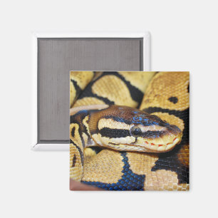 Coiled Ball Python, Head Closeup Magnet