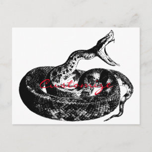 Coiled Rattlesnake Thunder_Cove Postkarte