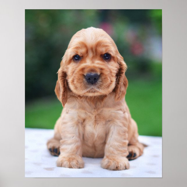 Coker Spaniel Puppy Poster (Vorne)