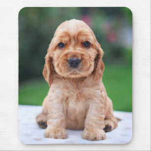 Coker Spaniel-Welpe Mousepad