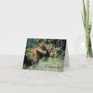 colado bull moose Note Card Feiertagskarte