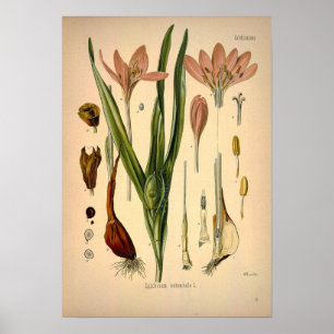 Colchicum Autumnale, bekannt als Herbst Crocus Poster