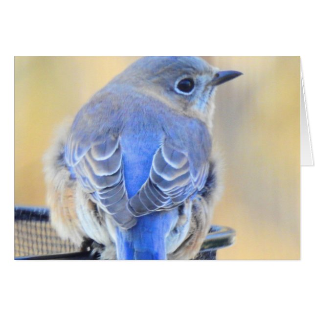 Cold Bluebird im NH (Vorderseite (Horizontal))