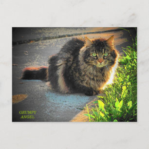 Cold Kitty Cat Postkarte