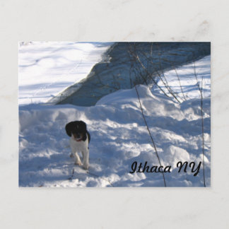 Cold Puppy Postkarte