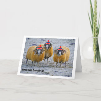 Cold Sheep Xmas Card Feiertagskarte