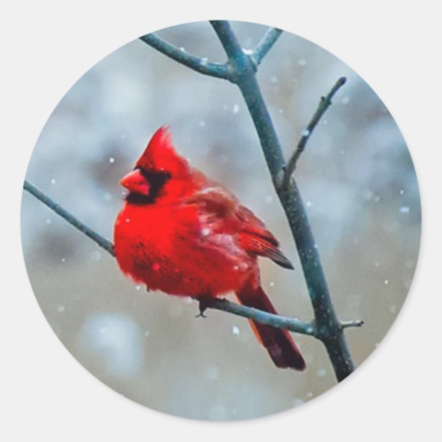 Cold Winter Fluffy Red Kardinal Bird, Snowy Tree Runder Aufkleber (Vorderseite)