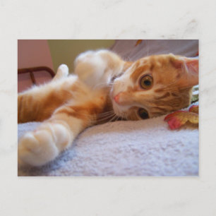 Cole ist alberne Postkarte