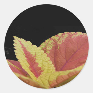 Coleus Blätter Runder Aufkleber