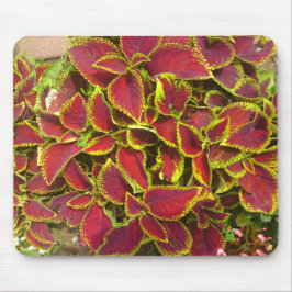 Coleus Blume Patch Mousepad