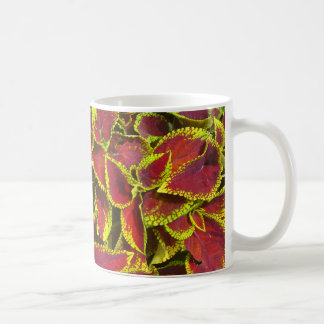 Coleus Blume Patch Tasse