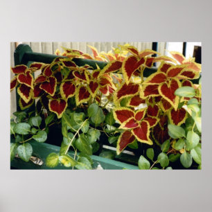 Coleus in Blüte Poster