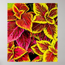 Coleus Leaf Burst Design Poster