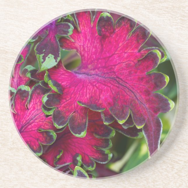 Coleus Macro Getränkeuntersetzer (Vorne)