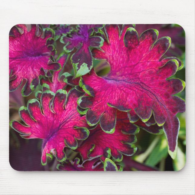 Coleus Macro Mousepad (Vorne)