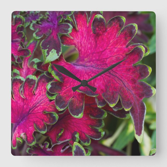 Coleus Macro Quadratische Wanduhr (Vorderseite)